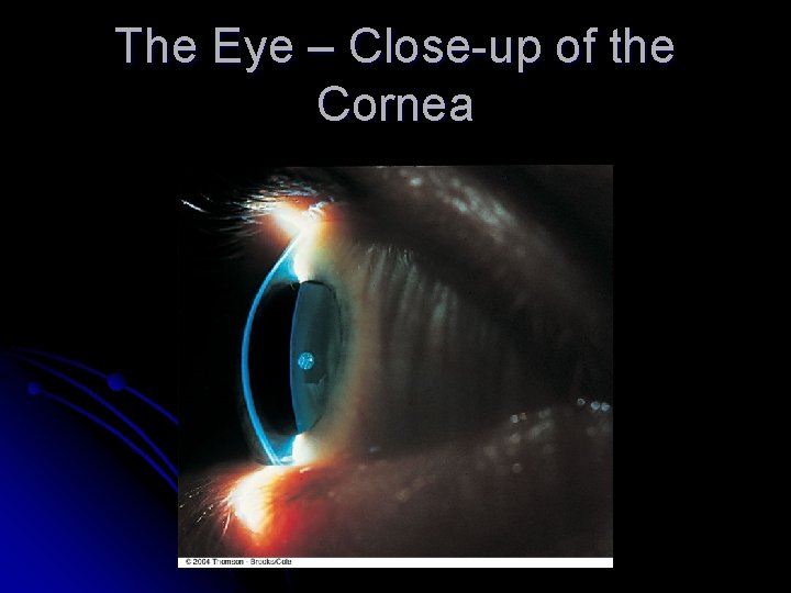 The Eye – Close-up of the Cornea 