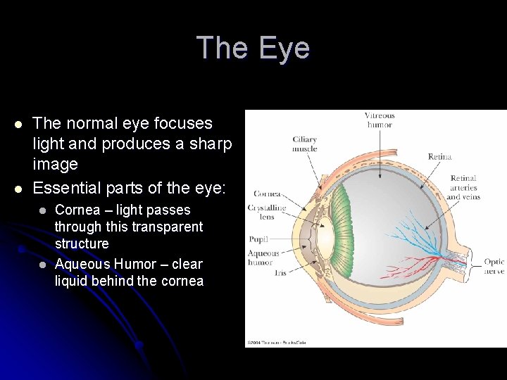 The Eye l l The normal eye focuses light and produces a sharp image