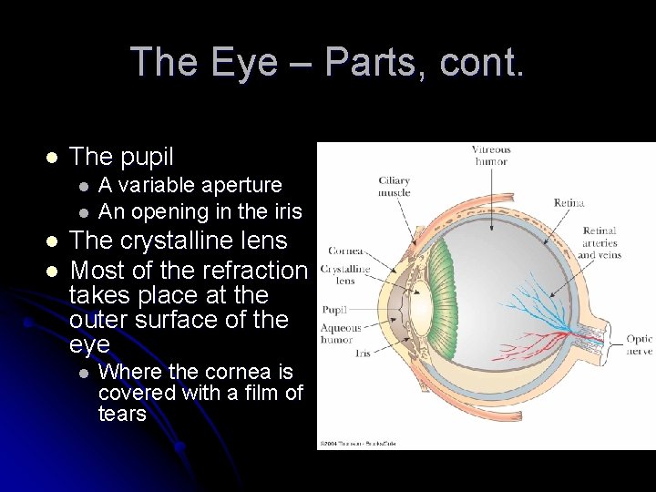 The Eye – Parts, cont. l The pupil l l A variable aperture An