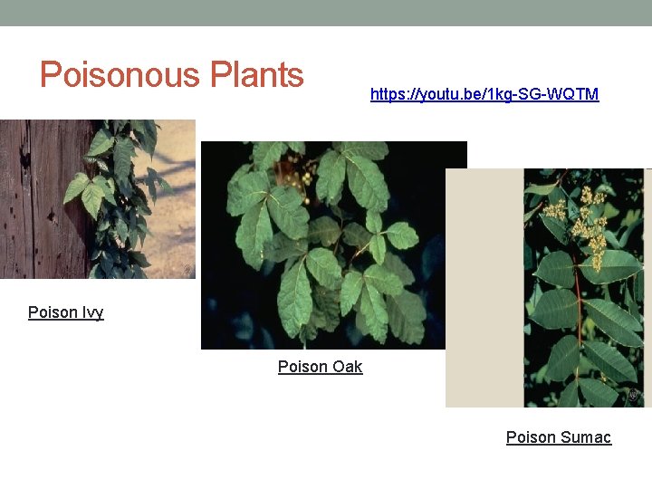 Poisonous Plants https: //youtu. be/1 kg-SG-WQTM Poison Ivy Poison Oak Poison Sumac 