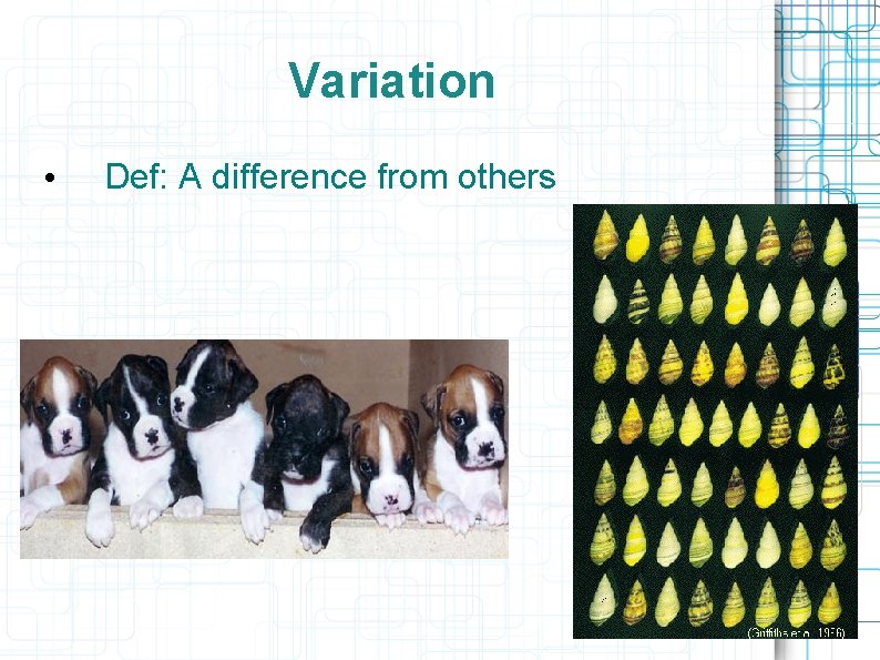 Variation • Def: A difference from others 