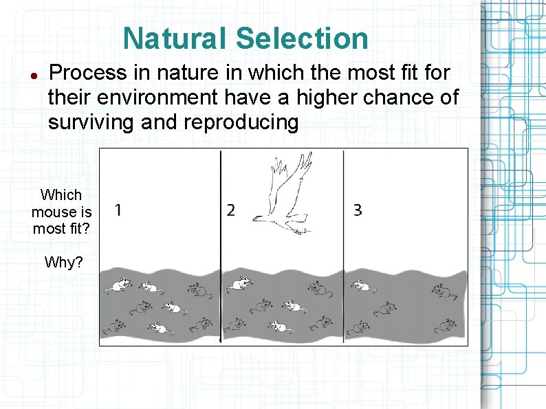 Natural Selection Process in nature in which the most fit for their environment have