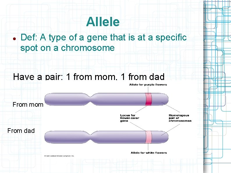 Allele Def: A type of a gene that is at a specific spot on