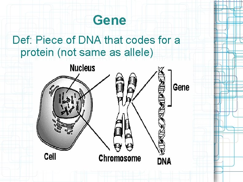 Gene Def: Piece of DNA that codes for a protein (not same as allele)