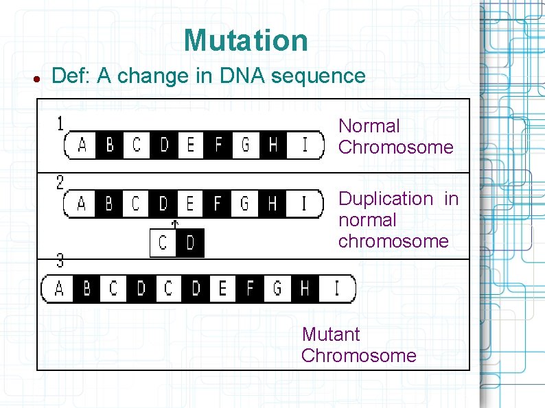 Mutation Def: A change in DNA sequence Normal Chromosome Duplication in normal chromosome Mutant