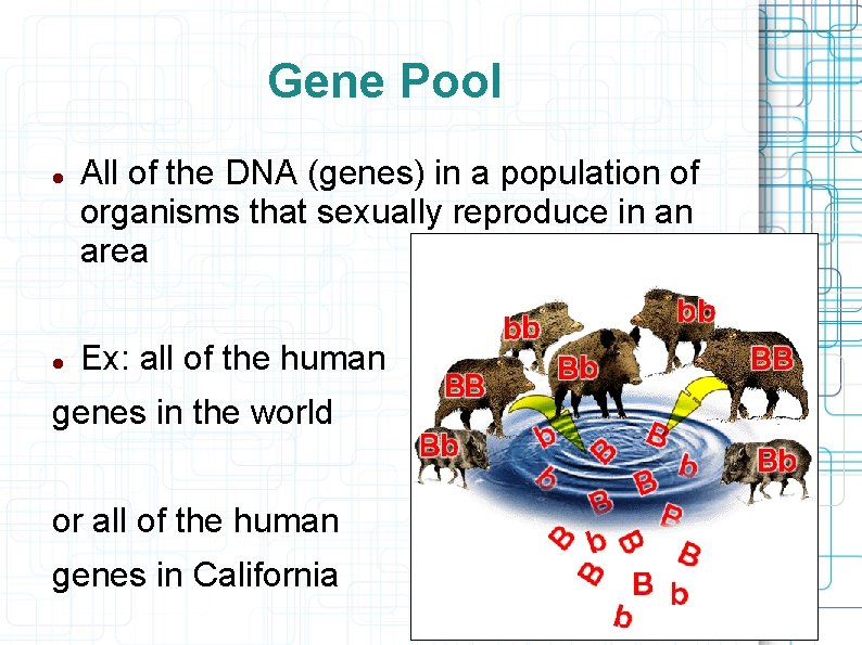 Gene Pool All of the DNA (genes) in a population of organisms that sexually