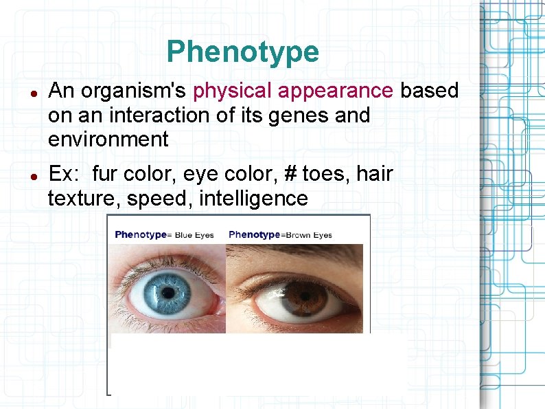 Phenotype An organism's physical appearance based on an interaction of its genes and environment