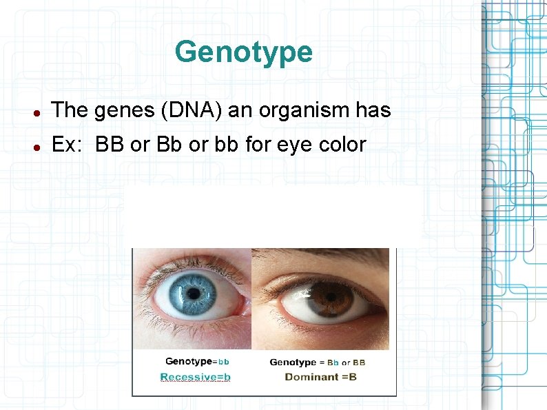 Genotype The genes (DNA) an organism has Ex: BB or Bb or bb for