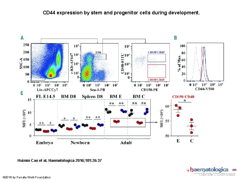 CD 44 expression by stem and progenitor cells during development. Huimin Cao et al.