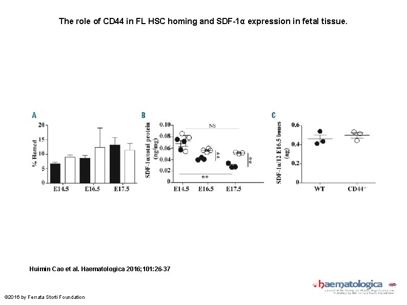 The role of CD 44 in FL HSC homing and SDF-1α expression in fetal