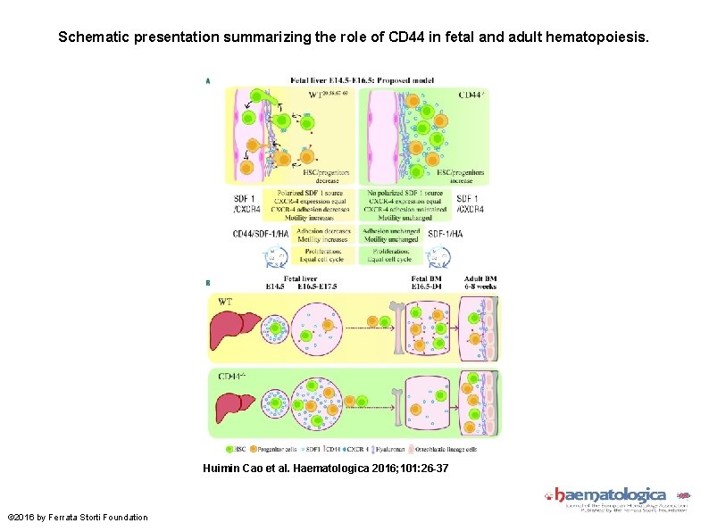 Schematic presentation summarizing the role of CD 44 in fetal and adult hematopoiesis. Huimin