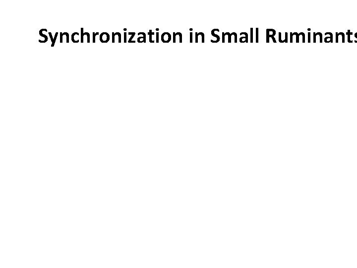 Synchronization in Small Ruminants 