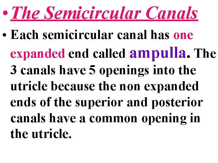  • The Semicircular Canals • Each semicircular canal has one expanded end called