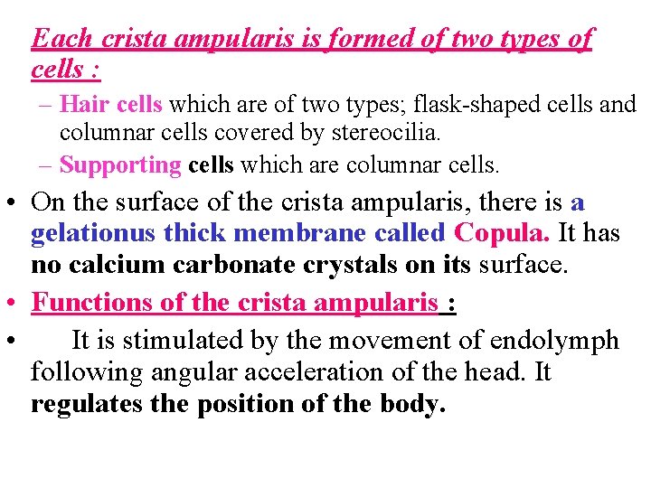 Each crista ampularis is formed of two types of cells : – Hair cells