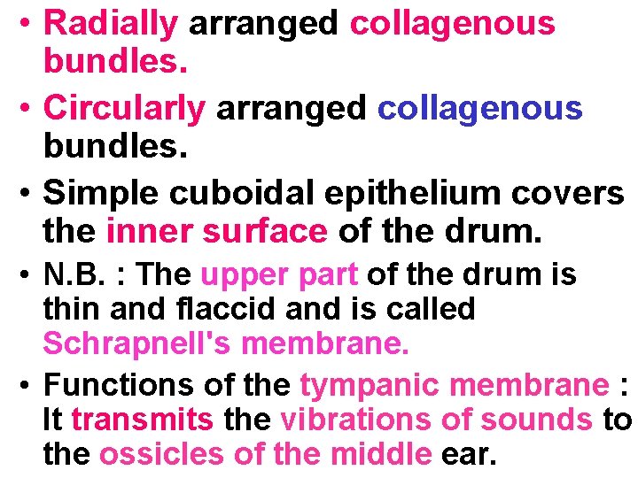  • Radially arranged collagenous bundles. • Circularly arranged collagenous bundles. • Simple cuboidal