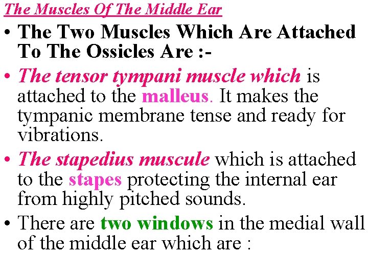 The Muscles Of The Middle Ear • The Two Muscles Which Are Attached To