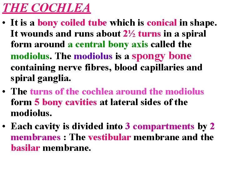 THE COCHLEA • It is a bony coiled tube which is conical in shape.