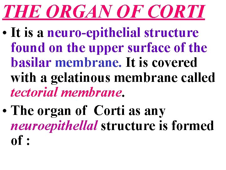 THE ORGAN OF CORTI • It is a neuro-epithelial structure found on the upper