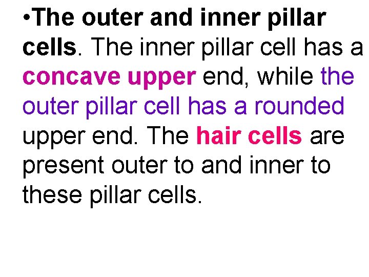  • The outer and inner pillar cells. The inner pillar cell has a