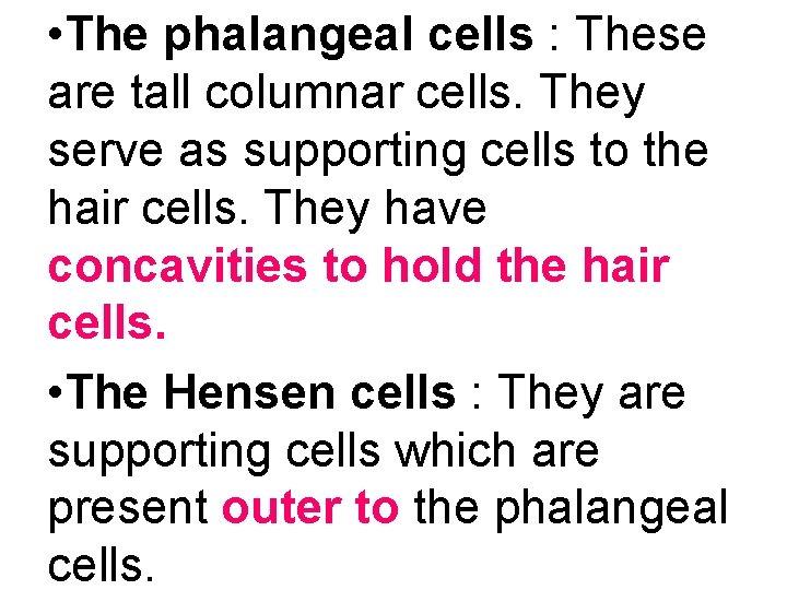  • The phalangeal cells : These are tall columnar cells. They serve as