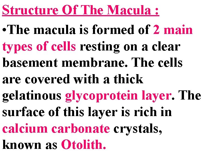 Structure Of The Macula : • The macula is formed of 2 main types