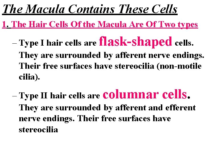 The Macula Contains These Cells 1. The Hair Cells Of the Macula Are Of