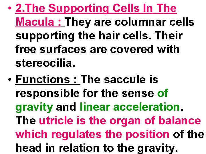  • 2. The Supporting Cells In The Macula : They are columnar cells