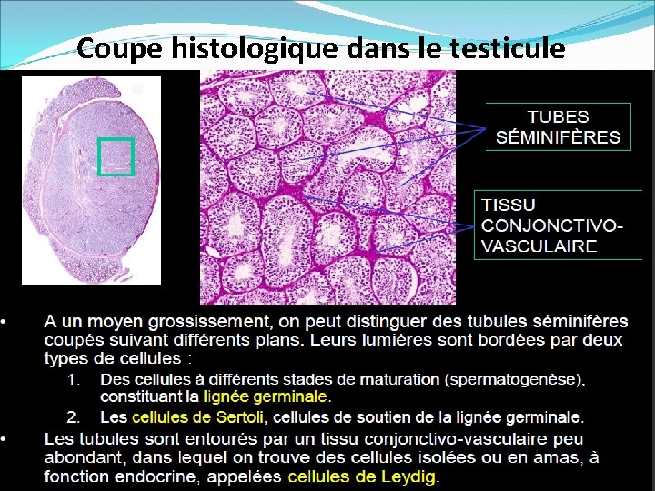 Coupe histologique dans le testicule 