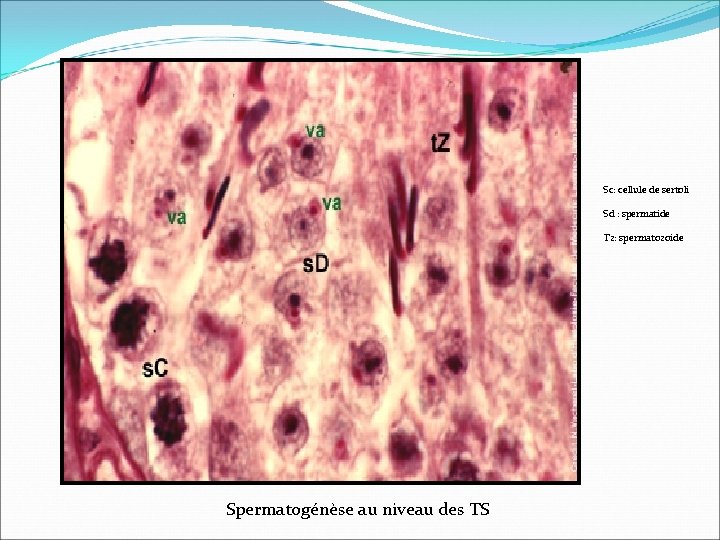 Sc: cellule de sertoli Sd : spermatide Tz: spermatozoide Spermatogénèse au niveau des TS