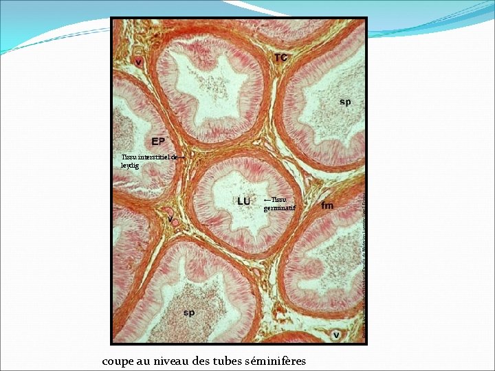 Tissu interstitiel de→ leydig ←Tissu germinatif coupe au niveau des tubes séminifères 