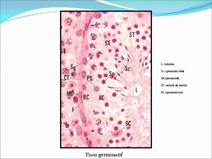 L: lumière Sz: spermatozoïde Sd: spermatide SC: cellule de sertoli Ps: spermatocyte Tissu germinatif