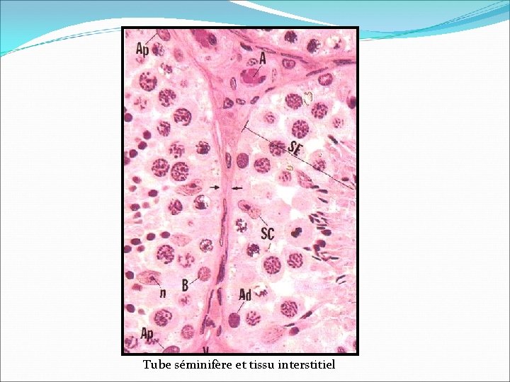 Tube séminifère et tissu interstitiel 