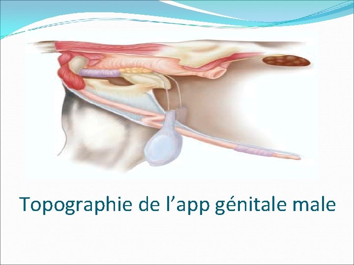 Topographie de l’app génitale male 