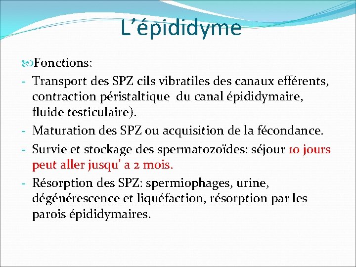 L’épididyme Fonctions: - Transport des SPZ cils vibratiles des canaux efférents, contraction péristaltique du