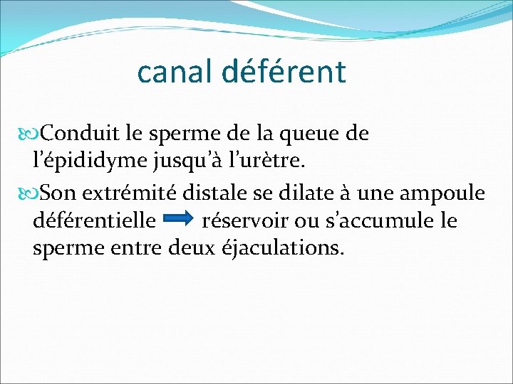 canal déférent Conduit le sperme de la queue de l’épididyme jusqu’à l’urètre. Son extrémité