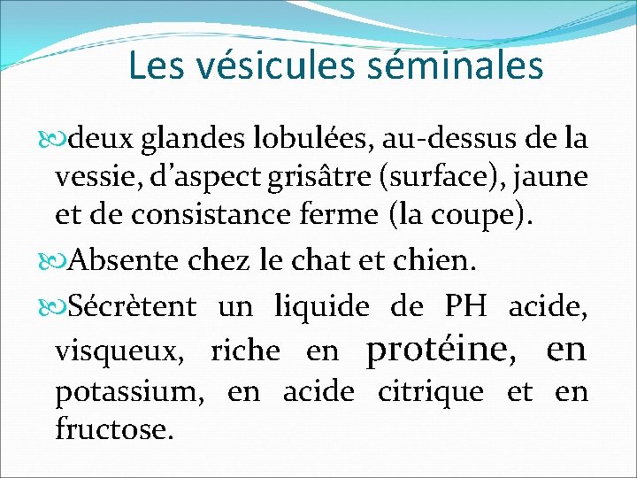 Les vésicules séminales deux glandes lobulées, au-dessus de la vessie, d’aspect grisâtre (surface), jaune