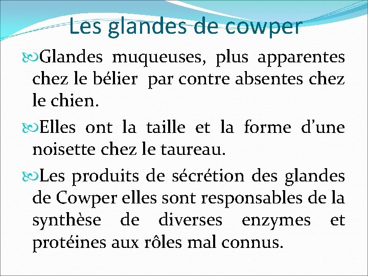 Les glandes de cowper Glandes muqueuses, plus apparentes chez le bélier par contre absentes