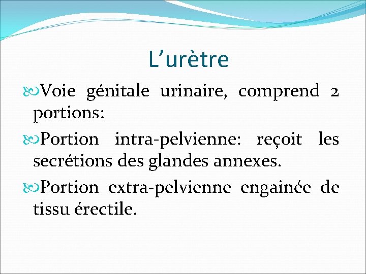 L’urètre Voie génitale urinaire, comprend 2 portions: Portion intra-pelvienne: reçoit les secrétions des glandes