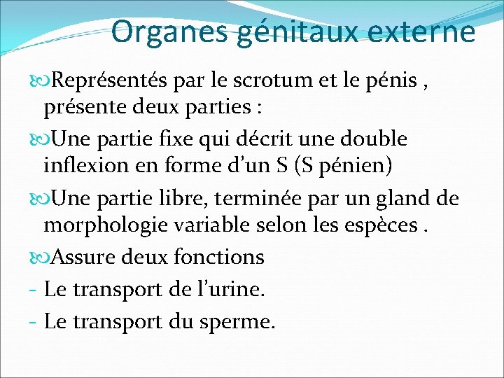 Organes génitaux externe Représentés par le scrotum et le pénis , présente deux parties