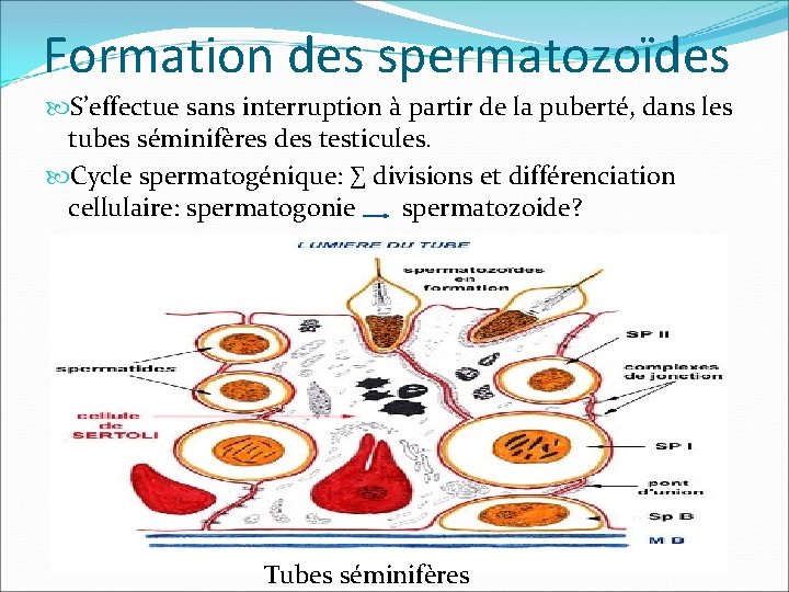 Formation des spermatozoïdes S’effectue sans interruption à partir de la puberté, dans les tubes