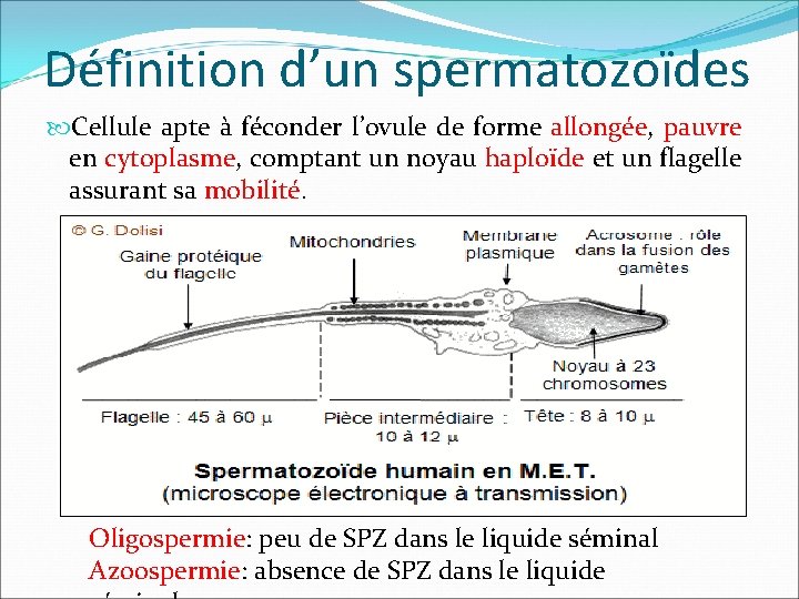 Définition d’un spermatozoïdes Cellule apte à féconder l’ovule de forme allongée, pauvre en cytoplasme,