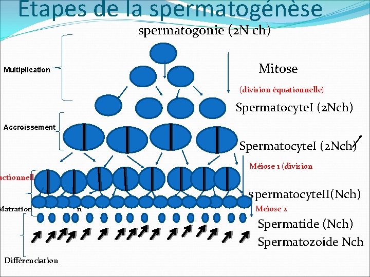 Etapes de la spermatogénèse spermatogonie (2 N ch) Mitose Multiplication (division équationnelle) Spermatocyte. I