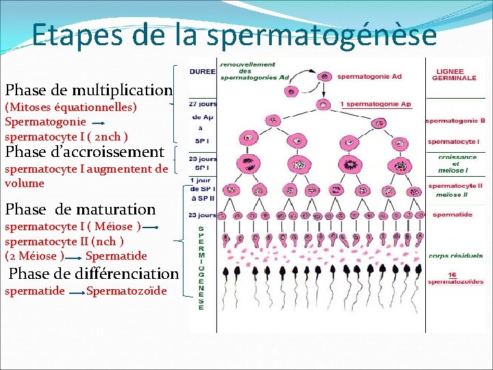 Etapes de la spermatogénèse Phase de multiplication (Mitoses équationnelles) Spermatogonie spermatocyte I ( 2