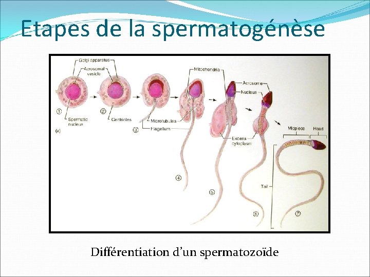 Etapes de la spermatogénèse Différentiation d’un spermatozoïde 