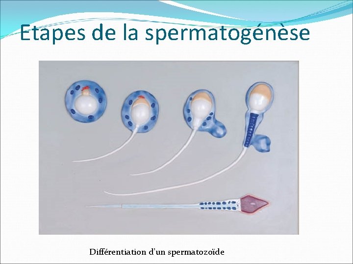 Etapes de la spermatogénèse Différentiation d’un spermatozoïde 