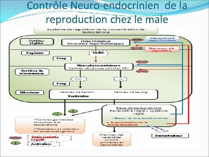 Contrôle Neuro-endocrinien de la reproduction chez le male 