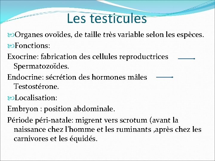 Les testicules Organes ovoïdes, de taille très variable selon les espèces. Fonctions: Exocrine: fabrication