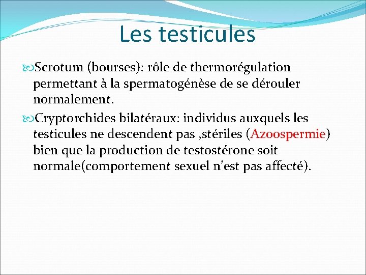 Les testicules Scrotum (bourses): rôle de thermorégulation permettant à la spermatogénèse de se dérouler