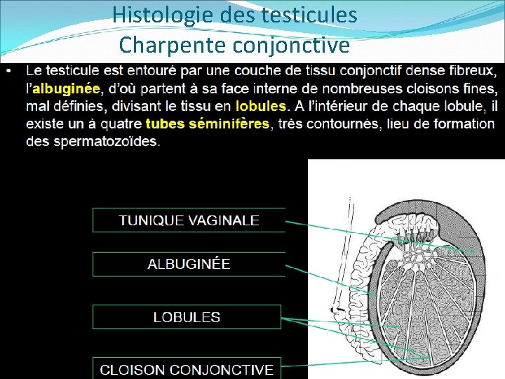 Histologie des testicules Charpente conjonctive 