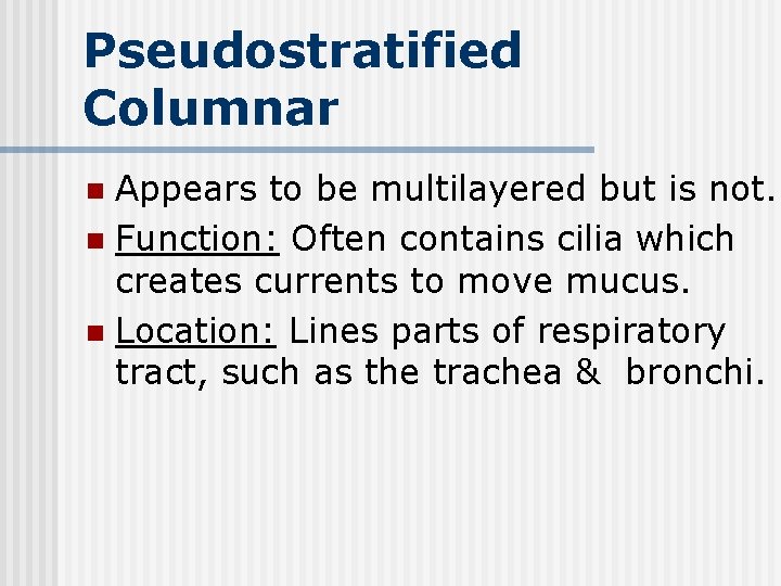 Pseudostratified Columnar Appears to be multilayered but is not. n Function: Often contains cilia